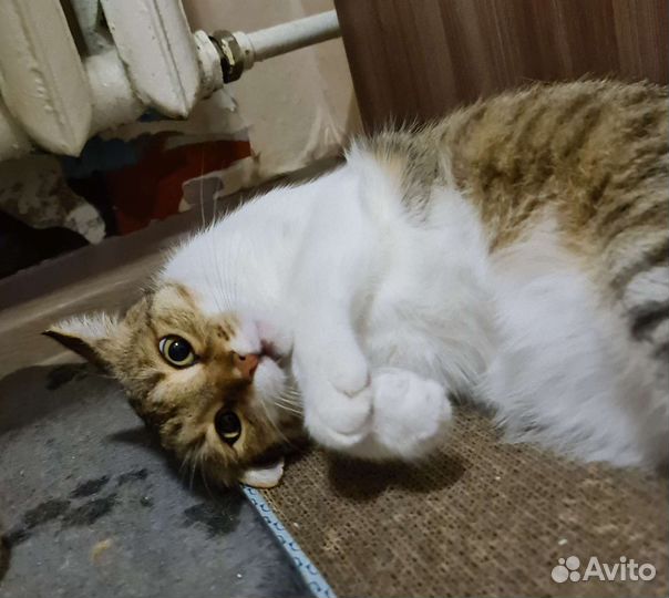 Кот Василий. Кастрирован