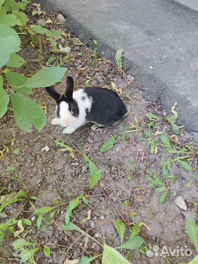 Декоративные кролики