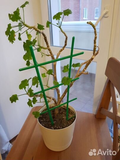 Растения цветы комнатные герань