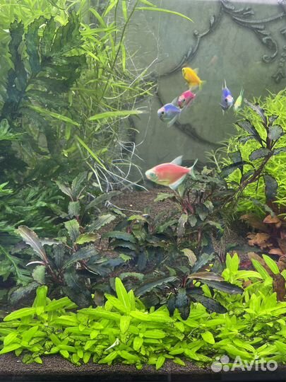 Аквариумные растения