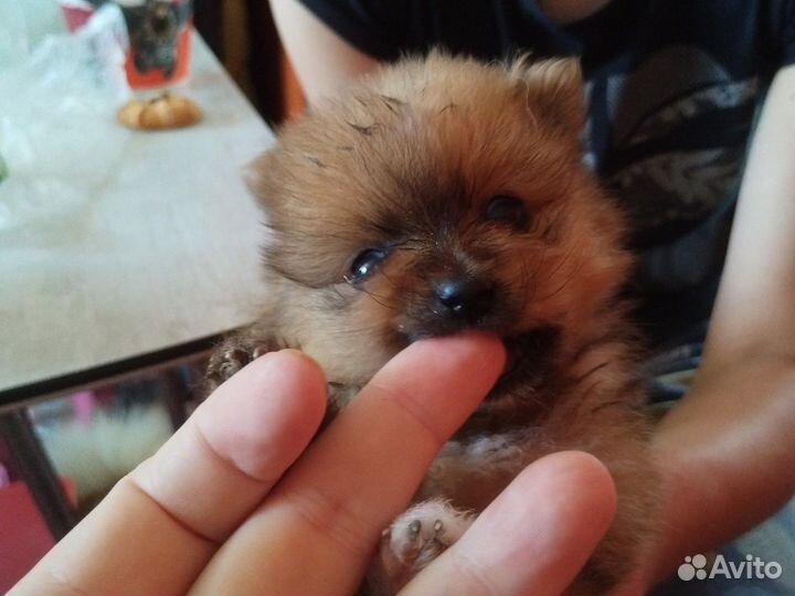 Щенки шпица