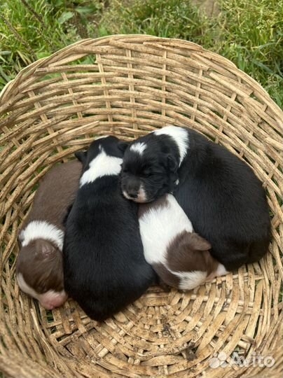 Бордер колли