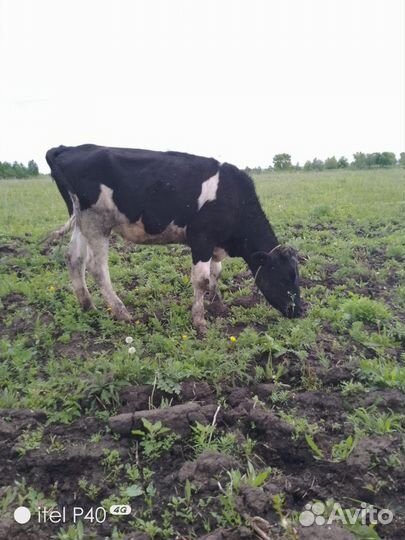 Продам две тёлки