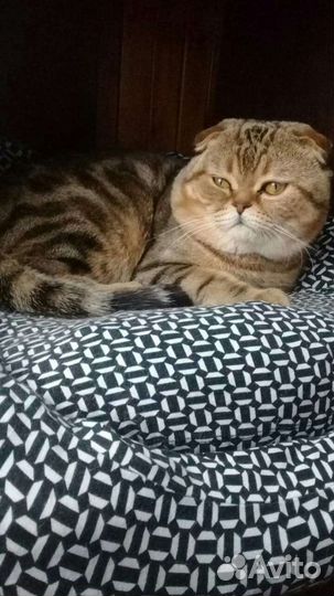 Британец вязка