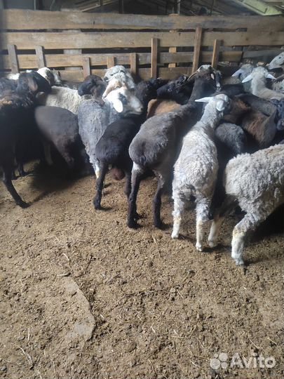 Овцы бараны