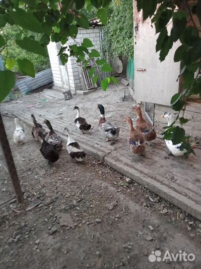 Башкирские цветные утки