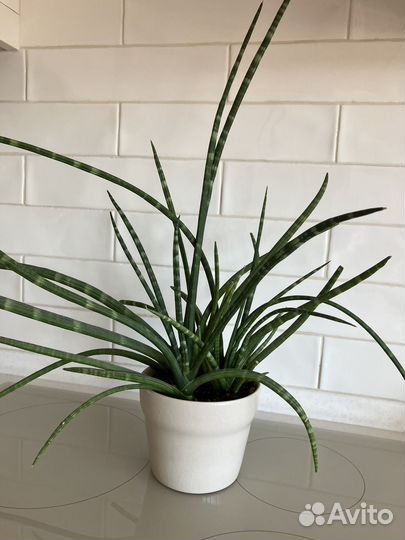 Сансевиерия фернвуд панк