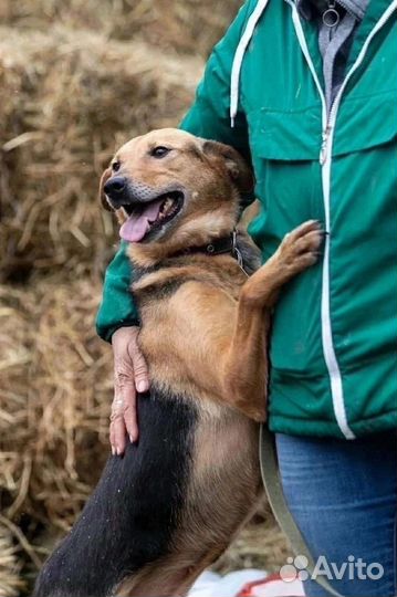 Симпатичная Тайга ищет дом, в добрые руки