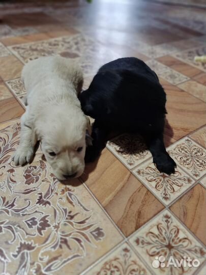 Щенки золотистого ретривера