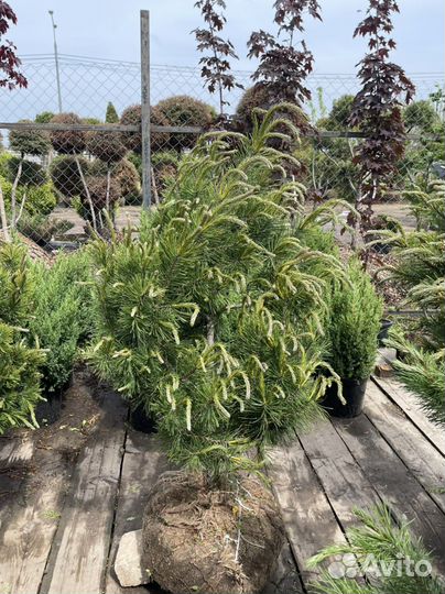 Сосна горная мугус 80-100см