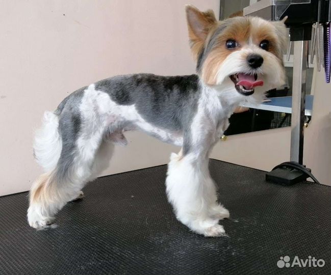 Грумер стрижка собак