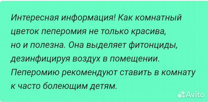 Пеперомия