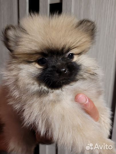 Щенки шпица