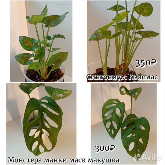 Комнатные растения #2