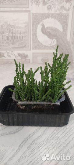 Крассула плауновидная