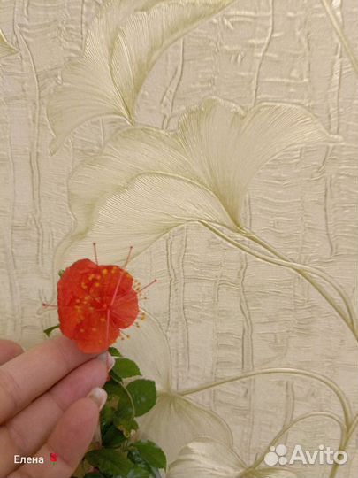 Гибискус гарденьери, китайский фонарик