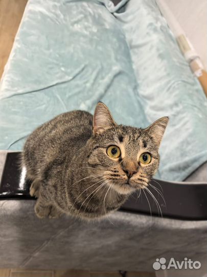 Кошка окраса табби