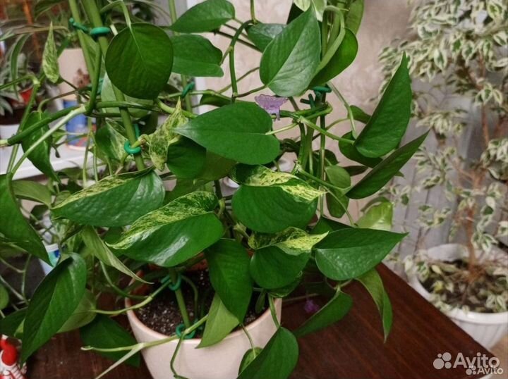 Сциндапсус