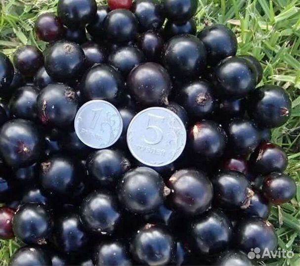 Смородина Добрыня