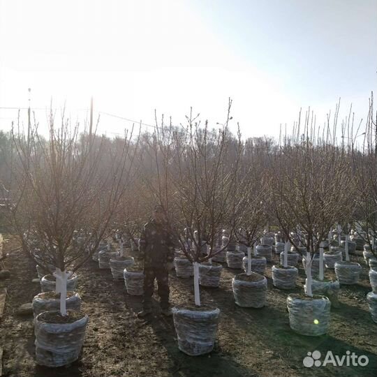 Деревья крупномеры плодовые