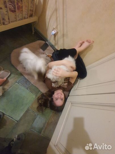 Передержку собак дома, не гостиница