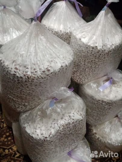 Мицелий вешинки зерновой Китайский черный