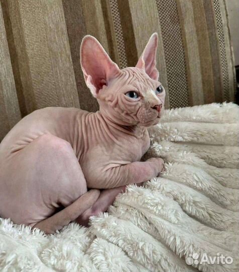 Канадский сфинкс