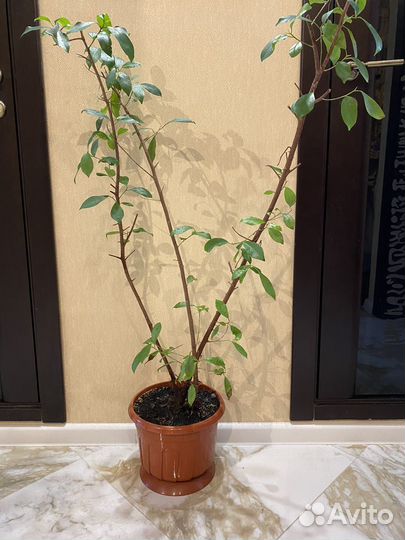 Фикус бенджамина