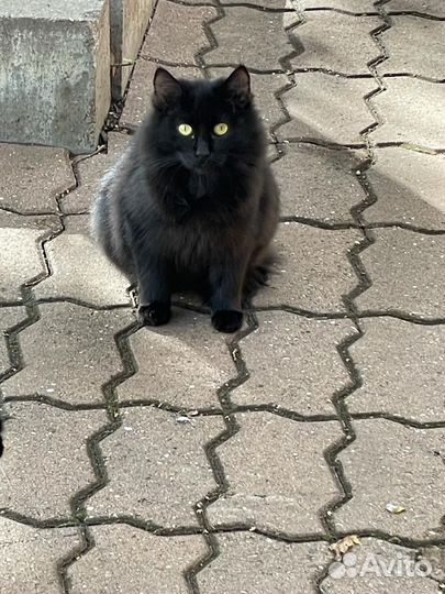 Кошка в дар бесплатно