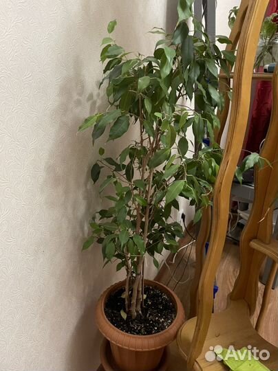 Фикус Бенджамина