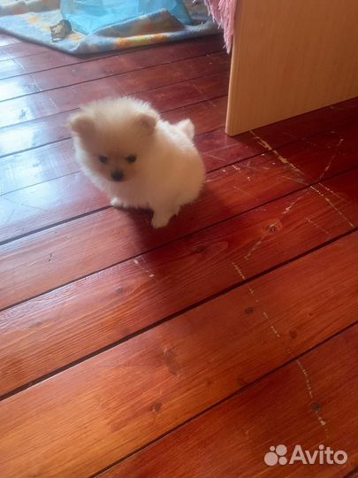 Померанский шпиц