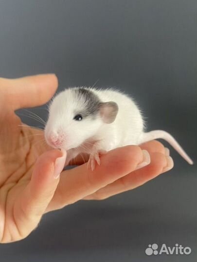 Крыса Дамбо