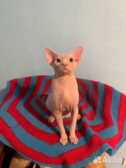 Эксклюзивные котята