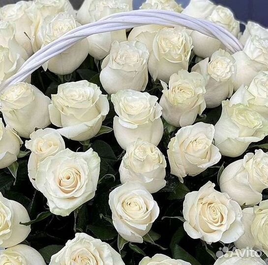 Высокие Розы с Доставкой