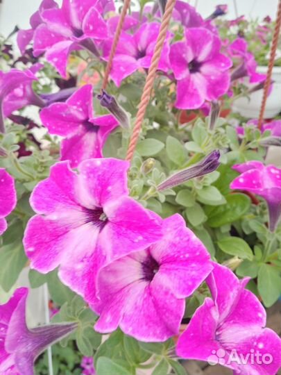 Продам кашпо с ампельной петунией и калебрахоа