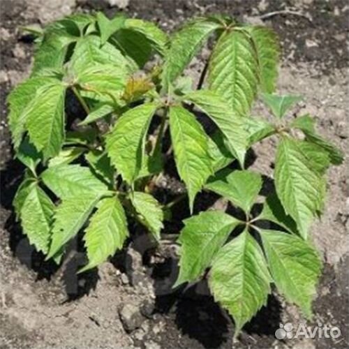 Девичий виноград