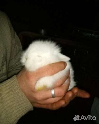 Крольчата декоративные