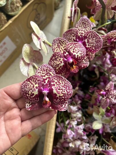 Орхидея фаленопсис