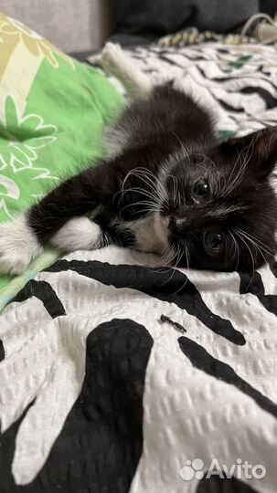 Кошка в дар