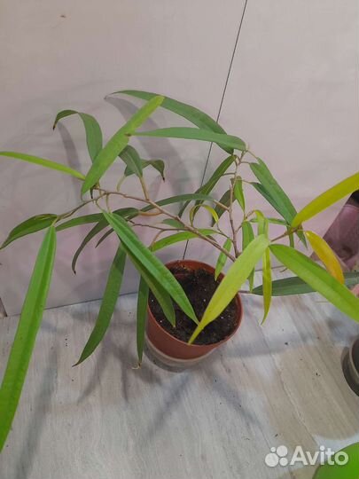 Аглаонема и др.комнатные растения