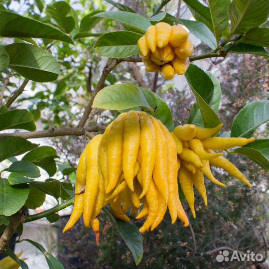 Цитрон пальчатый Рука Будды