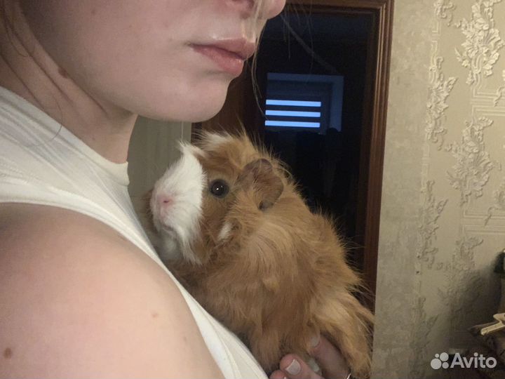 Невеста для морского свина