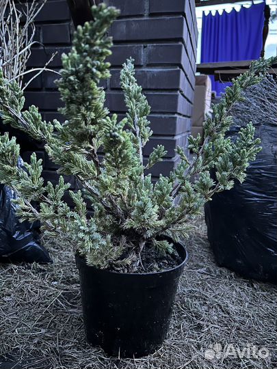 Саженцы плодовых ягодные деревья