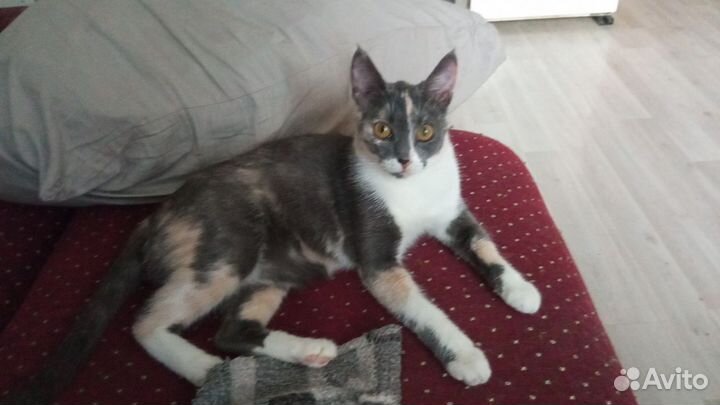 Кошка в дар