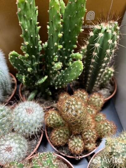 Прикольные Кактусы