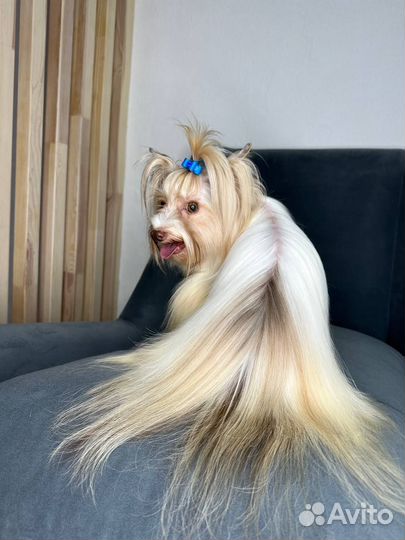 Цветные йорки