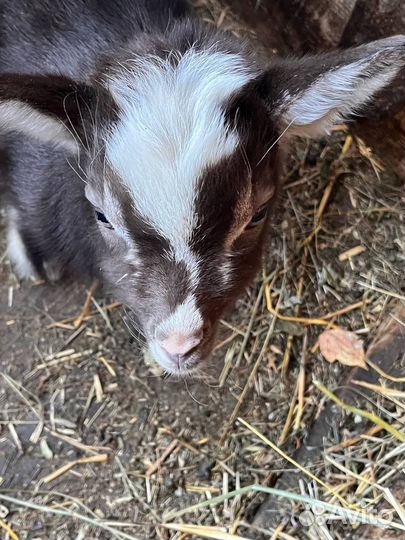 Чешские козы