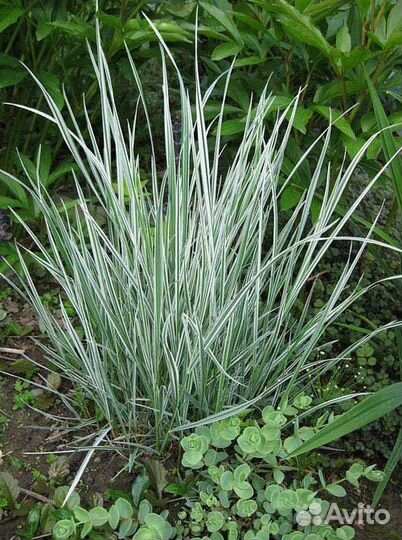 Мискантусы и Брунеры