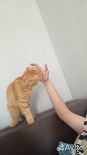 Отдам кота в добрые руки