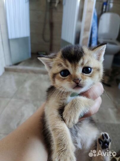 Шотландские котята